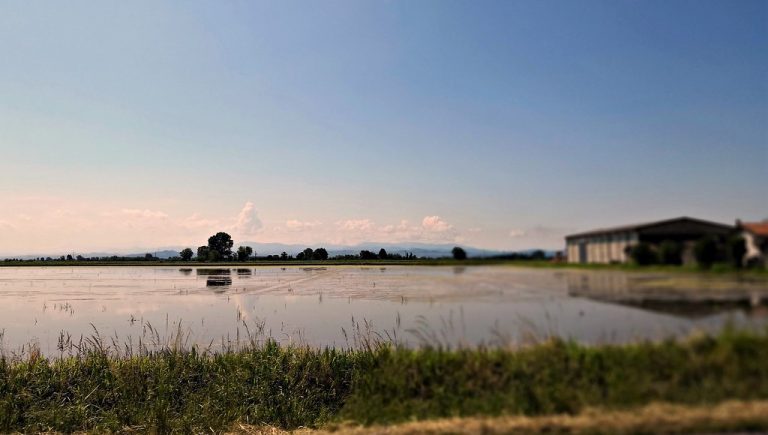 Morto nelle risaie a Novara, ipotesi malore - Vigevano24.it