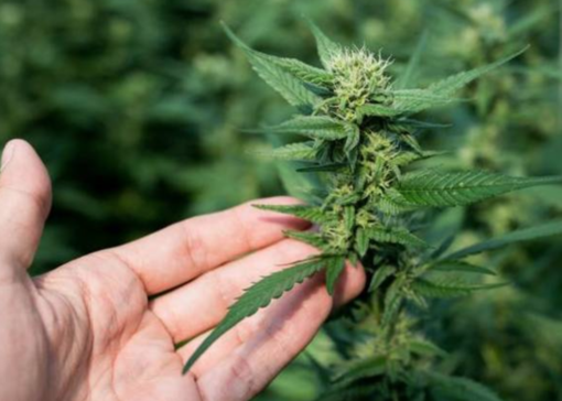 La Guardia di Finanza individua 57 piante di cannabis lungo le rive del Ticino La Guardia di Finanza individua 57 piante di cannabis lungo le rive del Ticino