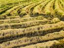 Riso italiano a rischio: Coldiretti Pavia chiede protezione dall'invasione asiatica