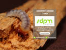 Tarli del legno: come difendersi con i trattamenti professionali a infrarossi di DPM Group Tarli del legno: come difendersi con i trattamenti professionali a infrarossi di DPM Group