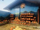 Conto alla rovescia per la festa più creepy dell’anno…intanto al villaggio delle zucche di San Martino Siccomario si celebrano i profumi d’autunno Conto alla rovescia per la festa più creepy dell’anno…intanto al villaggio delle zucche di San Martino Siccomario si celebrano i profumi d’autunno
