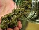 Oltrepò: sorpreso a coltivare 19 piante di marijuana, arrestato un 39enne