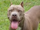 Borgo Vercelli, educatrice cinofila aggredita da pitbull