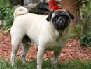 Abbandona il cane in hotel di lusso a Como, nei guai una donna