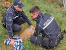 Gambolò: capriolo cade in un canale salvato dalla Polizia locale