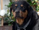 Rho: uomo aggredito da rottweiler