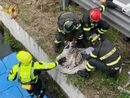 Capriolo finisce nel Naviglio Grande: salvato dai Vigili del Fuoco