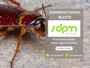 Blatte: non solo un problema di igiene, ma anche di salute pubblica. DPM Group interviene con metodi professionali e mirati