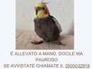 “Calopsita smarrita. Aiutateci a ritrovare Leo!”. Prevista anche una ricompensa “Calopsita smarrita. Aiutateci a ritrovare Leo!”. Prevista anche una ricompensa