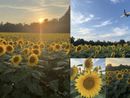 LE FOTO. Lombardia, un giorno con i girasoli. Per fermarsi e lasciarsi incantare