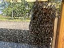 Trecate: il 20 maggio Giornata Mondiale delle Api al bioparco e nel giardino dei ciliegi
