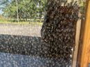 Trecate: “Giornata Mondiale delle Api” al bioparco e nel giardino dei ciliegi