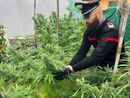 Oltrepò: trovato in casa con 8 piante di marijuana, denunciato un 32enne Oltrepò: trovato in casa con 8 piante di marijuana, denunciato un 32enne