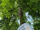 Sabato 24 maggio all’Orto botanico di Pavia  “Biodiversità da scoprire, conoscere, diffondere”
