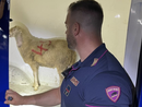 La pecora trovata legata nel cassone di un furgone a Novara (foto da Newsnovara.it)