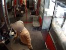 Principato di Monaco: rapina da tre milioni in una gioielleria