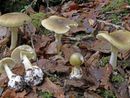 L'Amanita falloide è considerato il fungo più velenoso al mondo (foto d'archivio) L'Amanita falloide è considerato il fungo più velenoso al mondo (foto d'archivio)