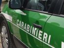 Inquinamento ambientale in Lomellina: concluse le indagini dei Carabinieri Forestali