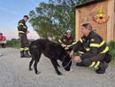 Sommo, i Vigili del fuoco salvano un cane di grossa taglia sulle rive del Po. Si cerca il proprietario