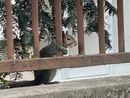 LA FOTO. Busto, quello scoiattolo pensieroso in città che riesce sempre a ispirare meraviglia