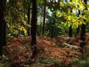 Ora i boschi del Parco Ticino hanno il marchio FSC Ora i boschi del Parco Ticino hanno il marchio FSC