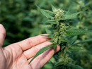 La Guardia di Finanza individua 57 piante di cannabis lungo le rive del Ticino
