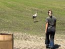 Torna a volare nel Parco del Ticino la cicogna ferita da un’arma da fuoco