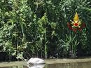I Vigili del fuoco salvano un cigno ferito sulla sponda del Lambro nel Pavese I Vigili del fuoco salvano un cigno ferito sulla sponda del Lambro nel Pavese
