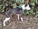 Vita da cani… un incubo. Intervento delle Guardie Zoofile a Pavia