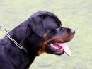 Milano, rapine con rottweiler: arrestati due minori