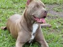 Bimba azzannata a Sesto da pitbull, Oipa: &quot;Vittima delle mode&quot;