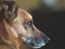 Biella, bimbo di 8 mesi morso alla testa da un cane