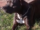 Aperta un'indagine sulla morte del piccolo Michele, azzannato dal pitbull di casa