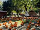 Al Pumpkin Patch alle porte di Pavia è tempo di Caccia alle Zucche Al Pumpkin Patch alle porte di Pavia è tempo di Caccia alle Zucche