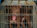 Bimba di due anni e mezzo ferita gravemente da un pitbull nel Milanese