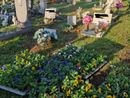 Centoventi viole per il cimitero dei bambini a Magenta, da Jessica, Miriam, Natascia e Sara Centoventi viole per il cimitero dei bambini a Magenta, da Jessica, Miriam, Natascia e Sara