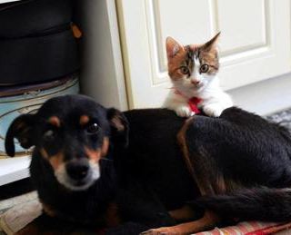 Gatti e cani a rischio aviaria? Le raccomandazioni dell'Iss: &quot;No a carne cruda nella pappa&quot;