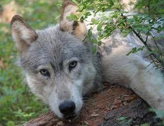 Avvistato branco di lupi a Fregene, chiusa Pineta Monumentale