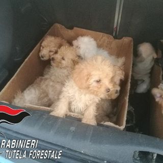 Cuccioli importati illegalmente dall'Est Europa, indagate 9 persone