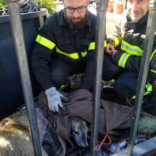 Novi Ligure: capriolo incastrato nella recinzione, lo salvano i vigili del fuoco