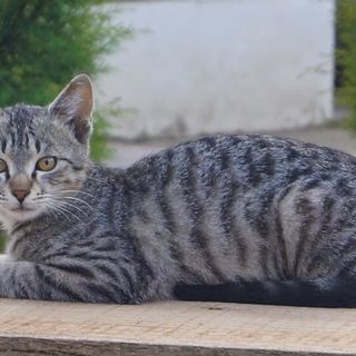 Cani e Gatti all'Aperto: Benefici e Rischi della Vita Fuori Casa