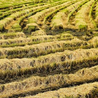 Riso italiano a rischio: Coldiretti Pavia chiede protezione dall'invasione asiatica