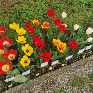 Pavia, all'Orto Botanico è "Festa di primavera" con le bulbose in fiore