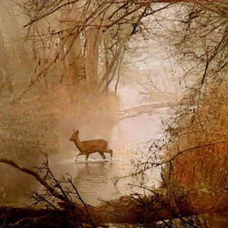 Magenta: dieci anni a raccontare il Parco del Ticino con le fotografie, la passione di Marcello Stoppa Corona