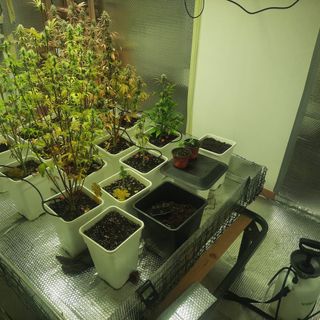 Retorbido: chiamati per un furto, i carabinieri scoprono una serra di marijuana nella casa a fianco