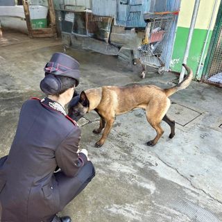 Vigevano, i carabinieri salvano un cane in stato di abbandono e denunciano il proprietario anche per detenzione di stupefacenti ai fini di spaccio