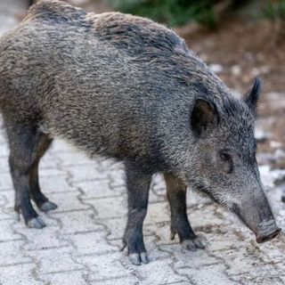 Confienza, investe un cinghiale: automobilista ferito dopo lo schianto