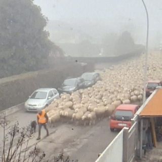 Magenta, una mattina in Val Padana tra nebbia e pecore: il piccolo miracolo rurale immortalato da Cascina Conta