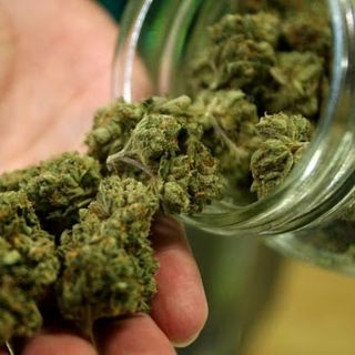 Oltrepò: sorpreso a coltivare 19 piante di marijuana, arrestato un 39enne