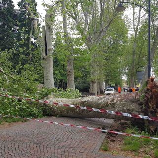 Alessandria: maltempo, cade albero ai giardini della stazione
